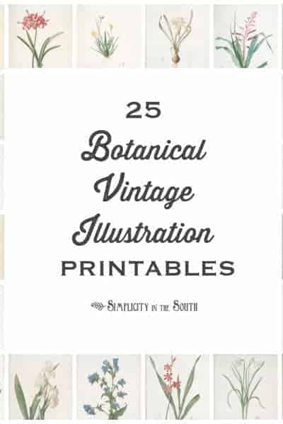 25 Botanical Vintage Illustration free printables for your art gallery