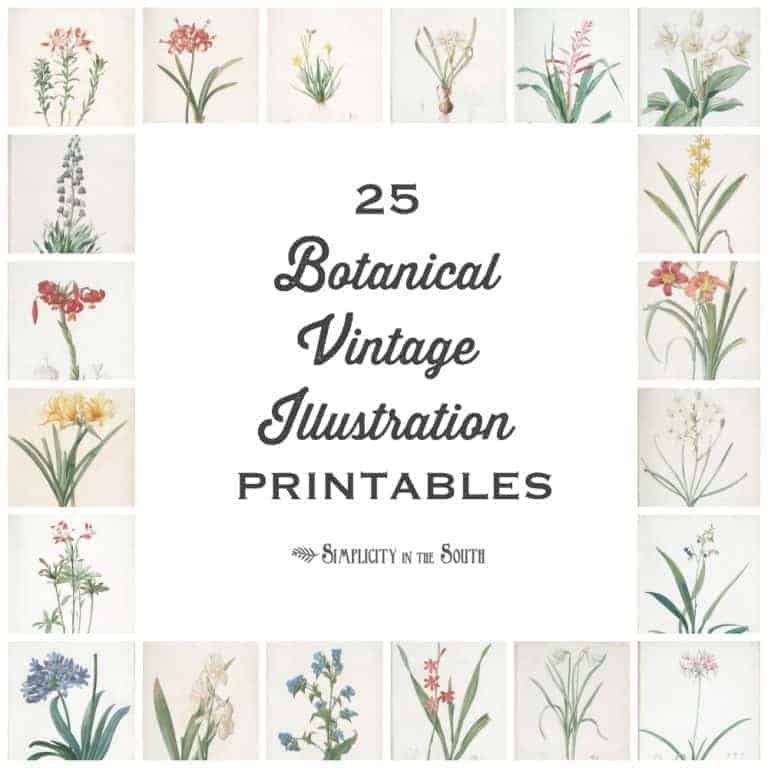 25 Vintage Botanical Illustrations: Free Printable Art