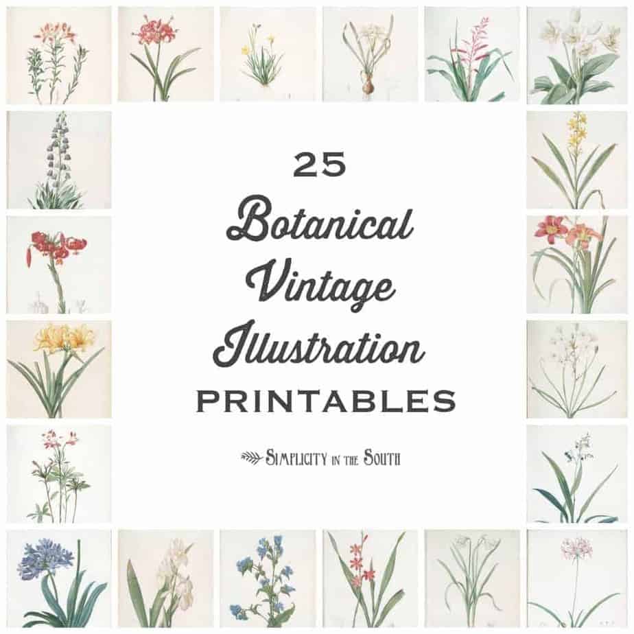 Botanical DIGITAL DOWNLOAD #52 Farmhouse Plant Printable Vintage Artwork Antique Drawing Sketch