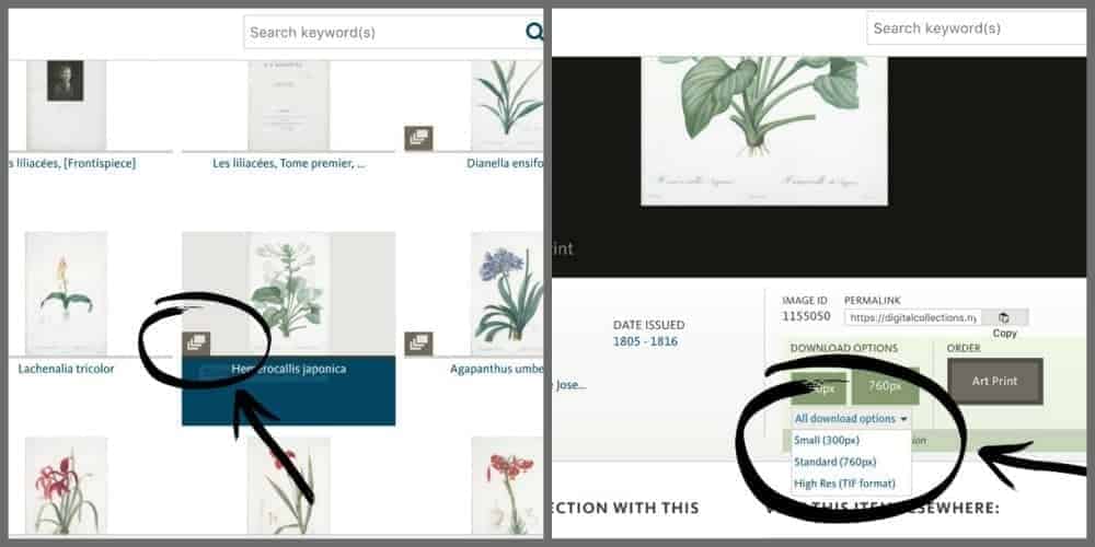 how to select and print free public domain botanicals.